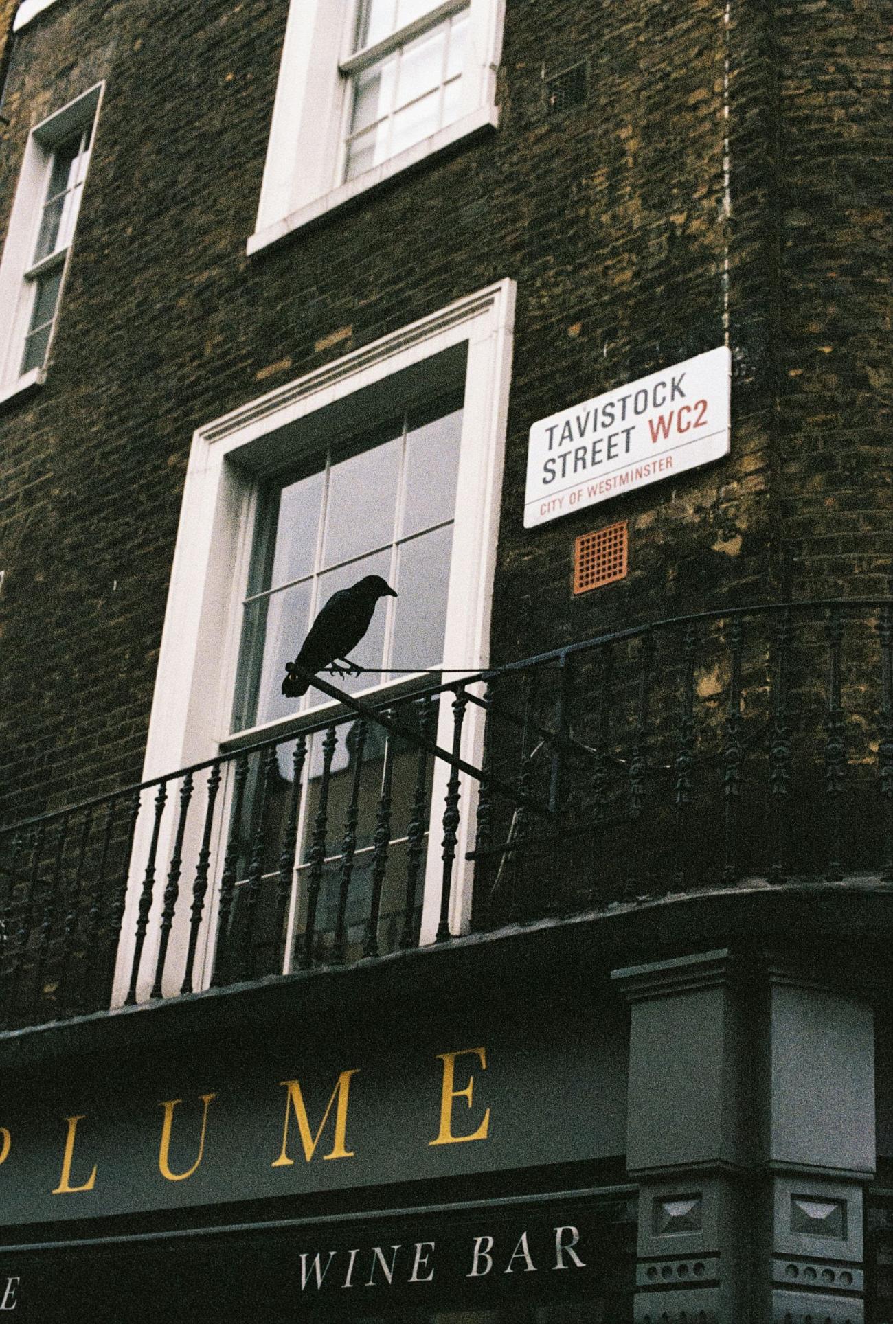 A raven perched by a Tavistock Street sign in London