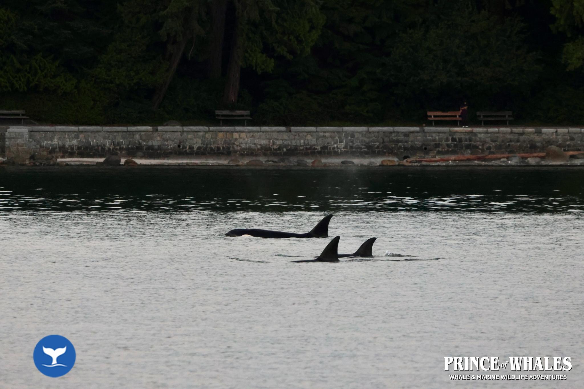 Orcas surfacing near a whale-watching boat off Vancouver