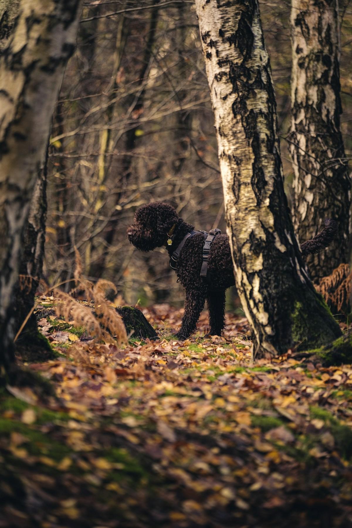 A truffle dog searching the forest floor in Piedmont