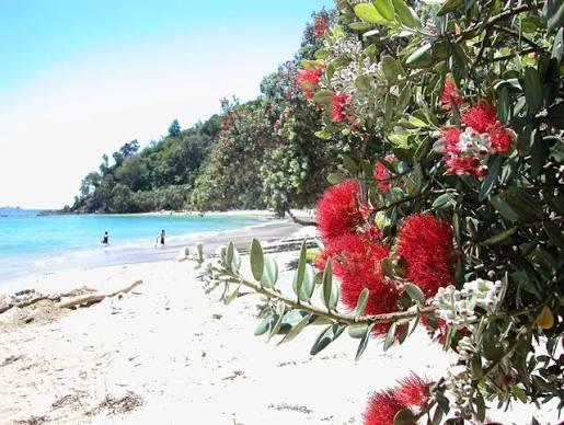 A red-flowering pohutukawa tree over a white sand beach in New Zealand